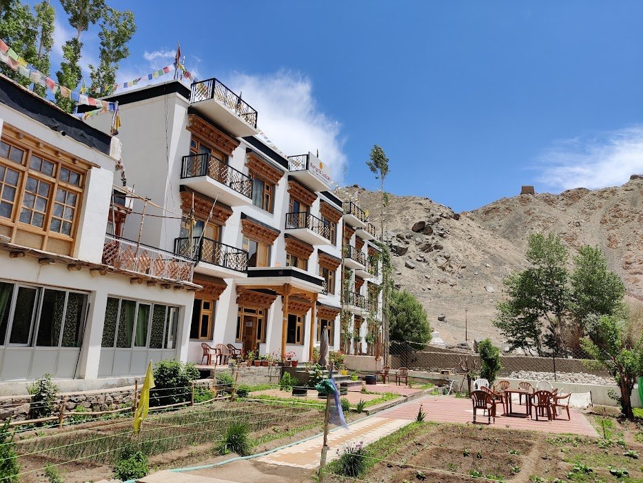 Marigold ladakh